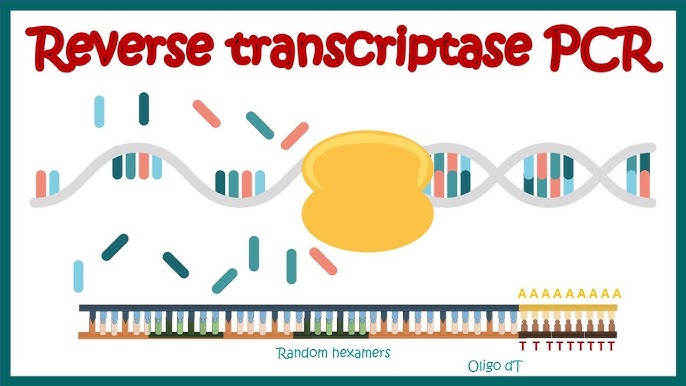 Reverse Transcription Polymerase Chain Reaction..