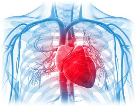 Comprehensive Diagnostic and Therapeutic Algorithm for Managing Cardiogenic Shock in Valvular Heart Disease